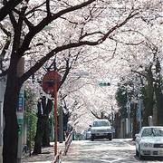 近所の桜は満開！